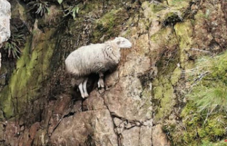 Gwynedd: Sheep saved after being trapped in mine shaft...