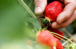 Federal Statistical Office: Lowest strawberry harvest...