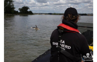 Animals. Orca killed in the Seine: ammunition found...