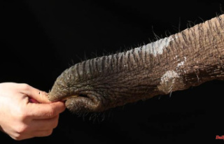Asymmetric Stretch: Skin folds make elephant trunks...