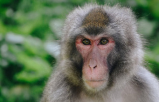 Yamaguchi: Aggressive monkeys plague Japanese town...
