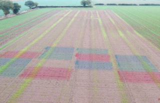 Beet farm near Wymondham for colour-based aphid control...