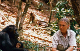 For inspiration for girls: Jane Goodall gets her own...