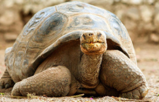 Giant tortoise: Born in 1832 and only fully grown...
