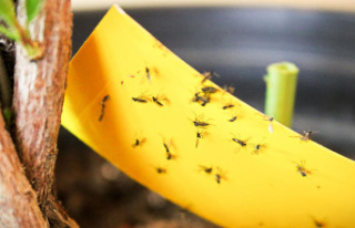 Pests: fight fungus gnats: This is how you get rid...