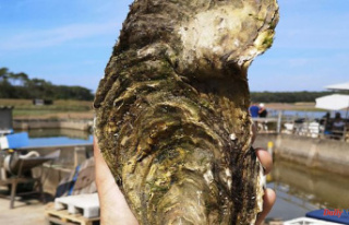 Discovery in Vendée of a giant oyster weighing 1.4...