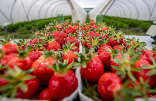 Minus also with asparagus: Lowest strawberry harvest...