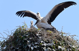 Animals: Young storks fledge and get ready to travel