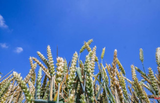 Baden-Württemberg: Forecast: Better grain harvest