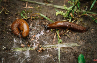 Climbing and greedy: Spanish slugs are "vultures...