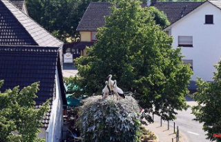 Baden-Württemberg: Stork experts: Population could...