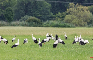 Bavaria: Storks gather in water meadows on the Rednitz