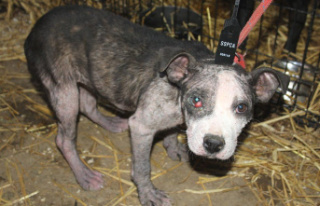 Moray puppy-farm offences lead to father and son being...