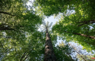 Bavaria: Bavaria gets the first healing and spa forests