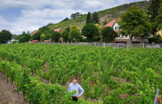 Saxony: Due to the drought, winegrowers expect a low...