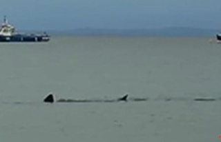 Tenby: A huge shark surprises a sailor on a dinghy...