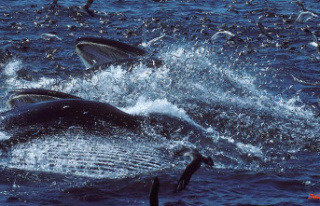 Once almost extinct: Again large fin whale groups...
