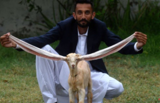 Pakistan goat: A star is born to a long-eared child...