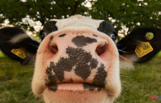 "Kiss your cow", the internet challenge...