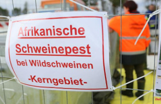 Saxony: swine fever is spreading: so far only wild...