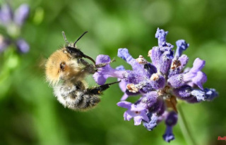 Bavaria: Three years after bee requests, 80 percent...