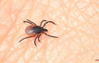Baden-Württemberg: More TBE cases from ticks than...