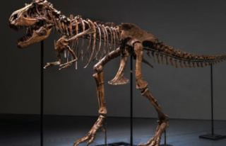 Auction: Gorgosaurus skeleton sells for $6 million