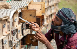 The emblematic honey of Yemen, victim of war and climate