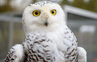 Saxony-Anhalt: West Nile Virus detected in snowy owls...