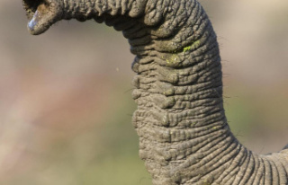 How folds make elephant trunks flexible and extendable