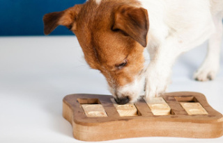 Balanced dog life: This is how mental games for dogs...