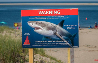 More "adverse encounters": Great white sharks...