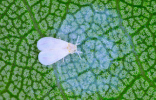Tiny pest: fighting whiteflies: How to protect your...