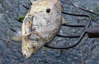 Environmental disaster: Fish deaths in the Oder: Poland...