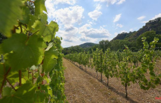 Matured on the island: Wine in the Rhine - a real...