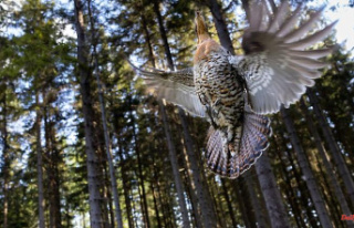Baden-Württemberg: Capercaillie no longer protected...