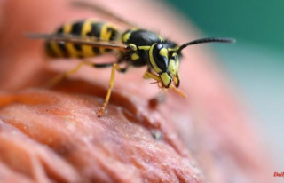 Thuringia: high season for wasps: colonies die in...