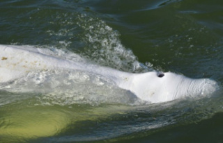 Experts see "little hope" for beluga whales...