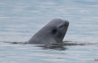 Animal surprisingly south: beluga whale strays into...