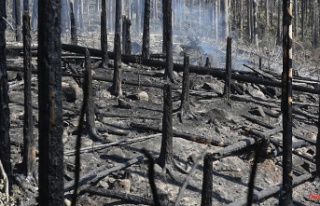 Saxony: forest in flames: 2022 already affected 850...