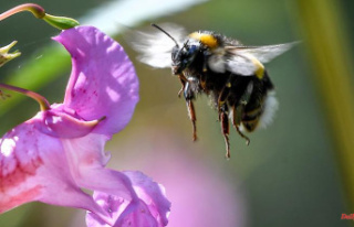 A question of technology: Why can bumblebees fly?