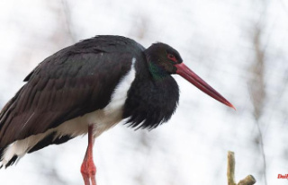 Hesse: 48 black stork breeding sites protected throughout...