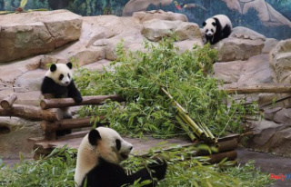 Beauval: the panda twins celebrate their one year...