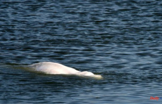Beluga whale extraction promises to be "out of...
