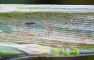 Insect plague: thrips: How to recognize the plant...