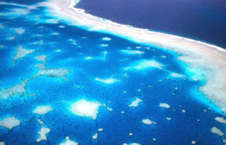 Environment: Great Barrier Reef: Corals are recovering...