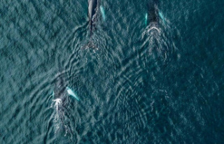 A sharp view of whales - from space