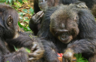 Chimpanzees call out loudly to hunt