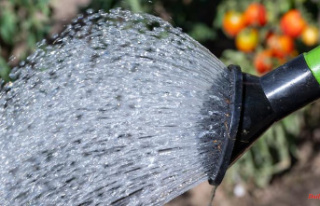 Saxony-Anhalt: allotment gardeners fight against drought
