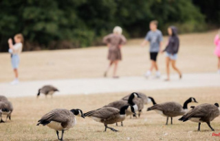 North Rhine-Westphalia: wild geese are polluting parks:...